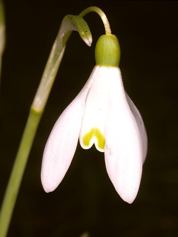 Bucaneve (Galanthus nivalis)