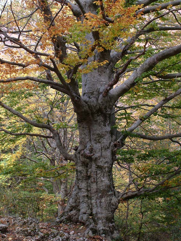 Beech tree - autumn