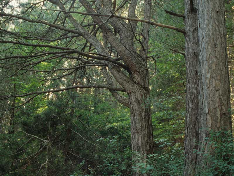 Black pine of Villetta Barrea
