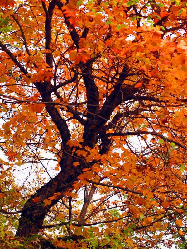 Maple in autumn